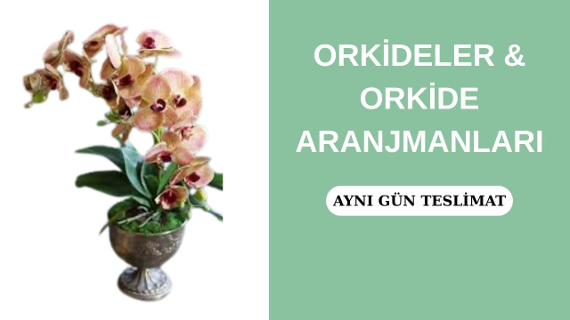 Orkideler&Orkide Aranjmanları