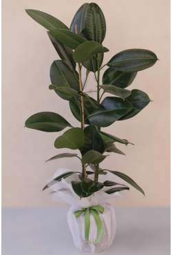 150 cm Kauçuk Bitkisi