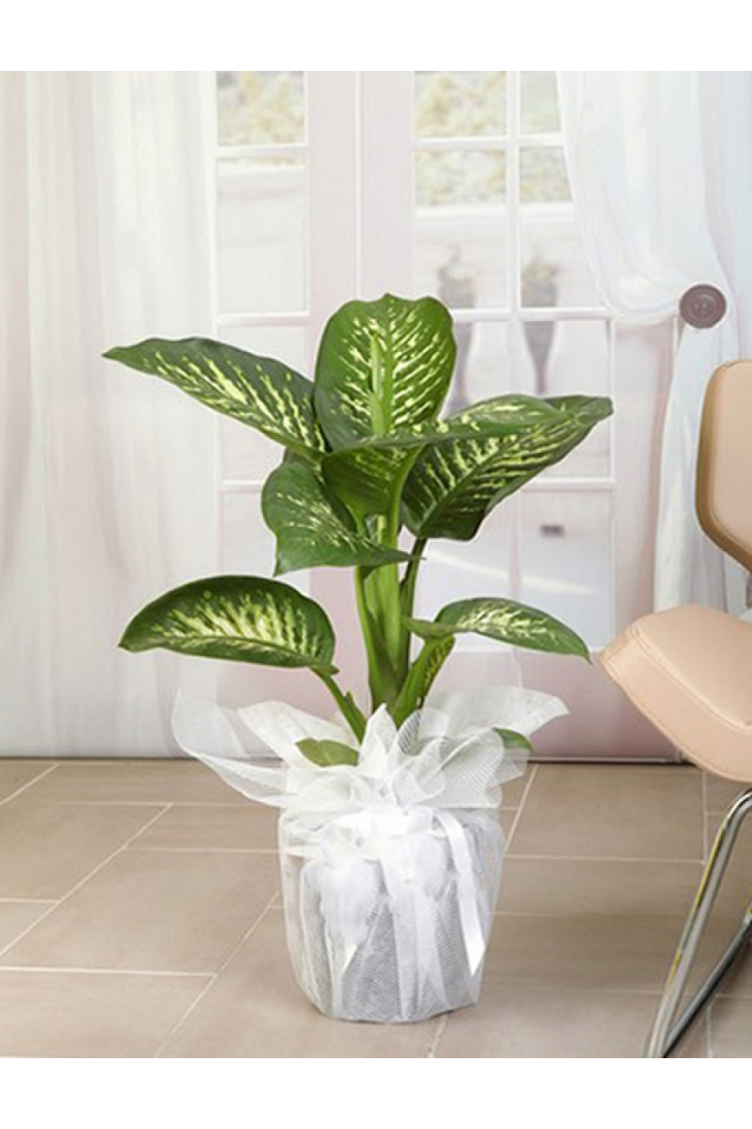 Difenbahya Tropic 70 cm