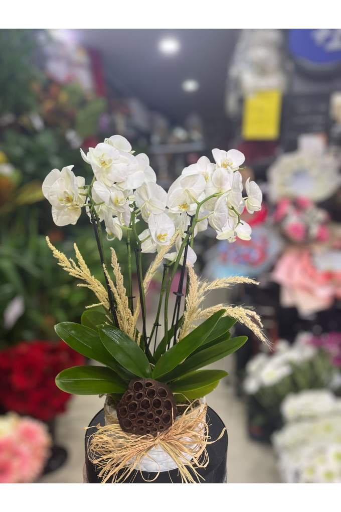 Doğal Süslemeli Beyaz Orkide Aranjmanı