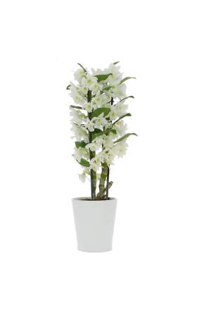 Dendrobium Kokulu Orkide