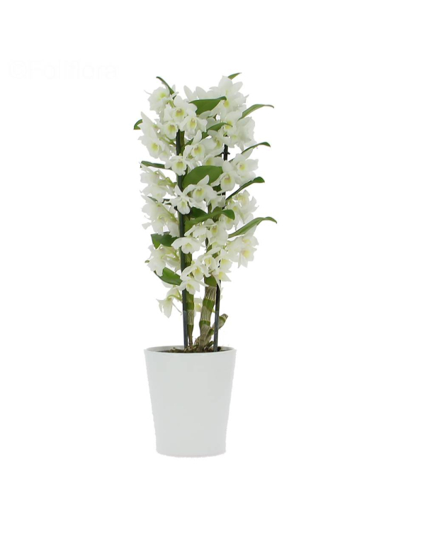 Dendrobium Kokulu Orkide
