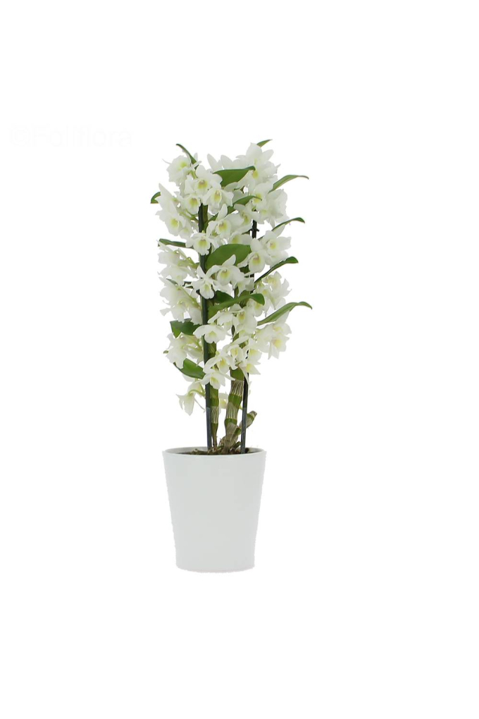 Dendrobium Kokulu Orkide