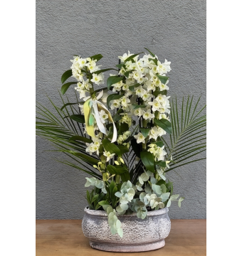 Beyaz Dendrobium Orkide 