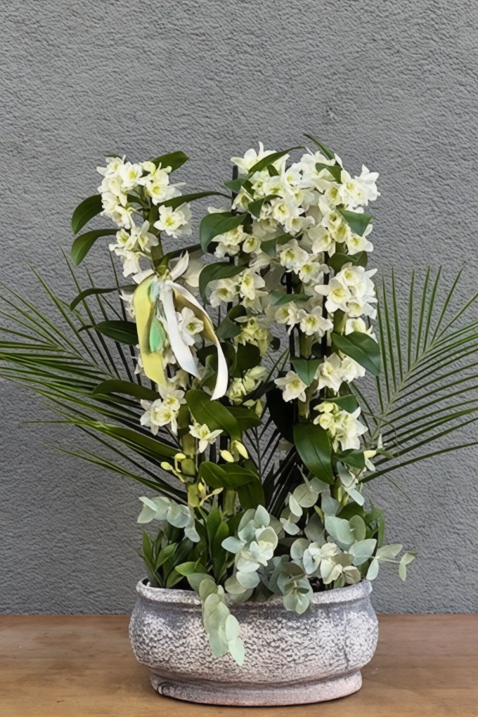 Beyaz Dendrobium Orkide 