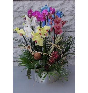 Karışık Renkli 5’li Orkide Aranjmanı 