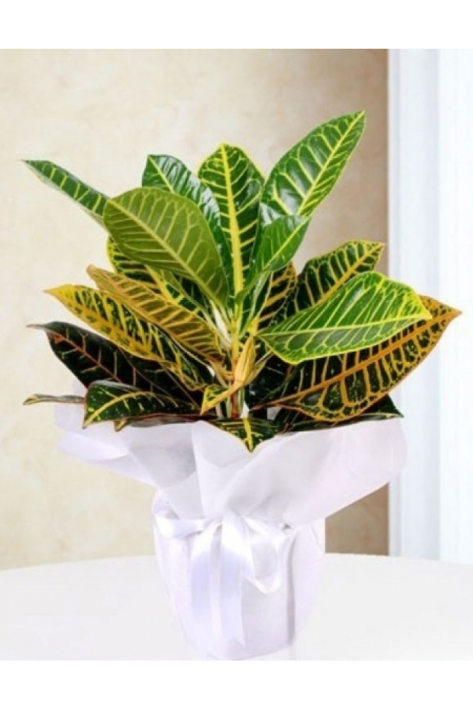 Kraton Bitkisi Kraton Bitkisi