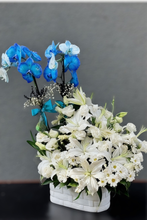 Mavi Orkide Aranjman