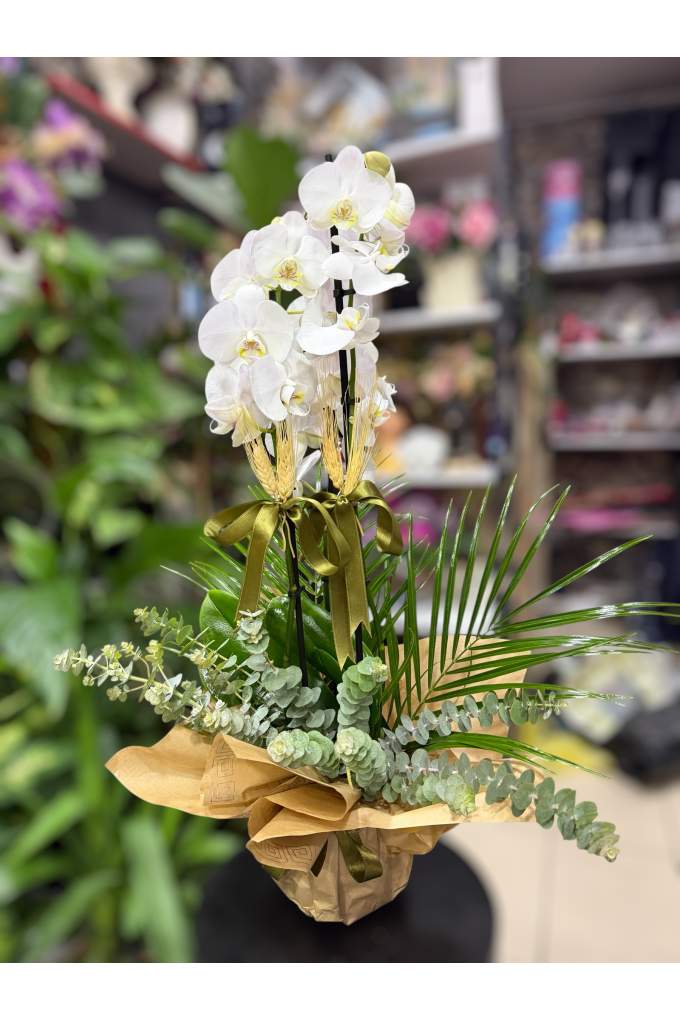 Fenix & Okaliptuslu Orkide Aranjmanı