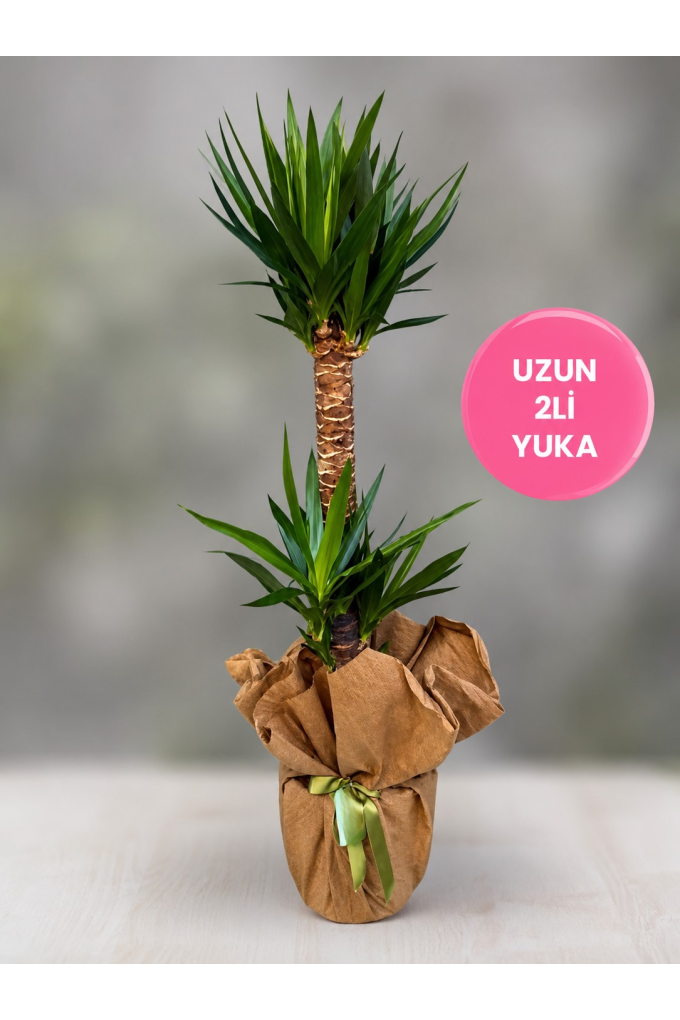 Büyük Boy 2 Dallı Yucca 130 cm Büyük Boy 2 Dallı Yucca 130 cm