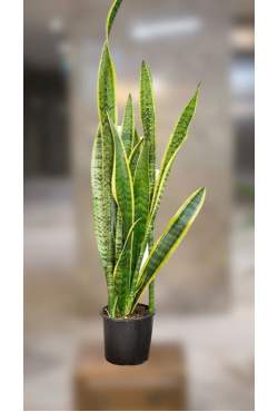 100 -120 cm Paşa Kılıcı