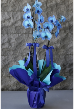 2 Dallı Mavi Orkide