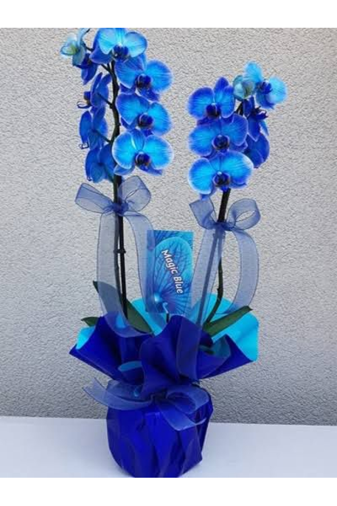 2 Dallı Mavi Orkide