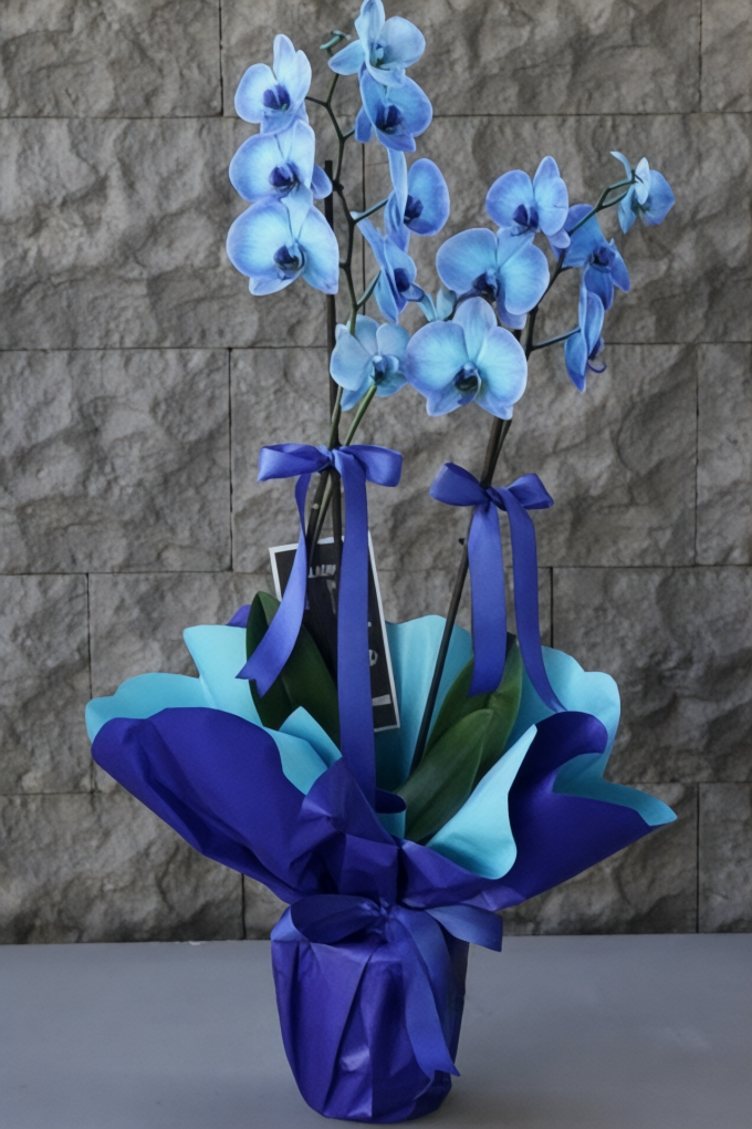 2 Dallı Mavi Orkide