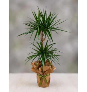 2li Marginata