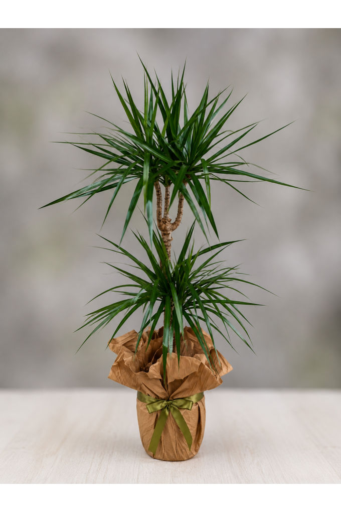 2li Marginata 2li Marginata