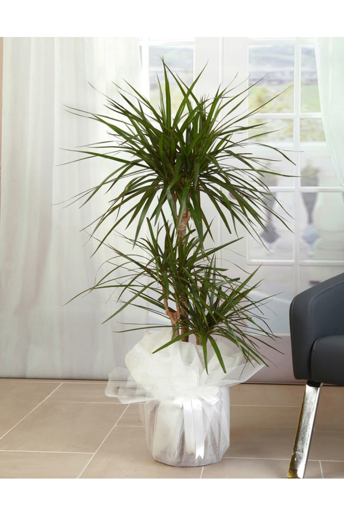 3lü Dracena Marginata