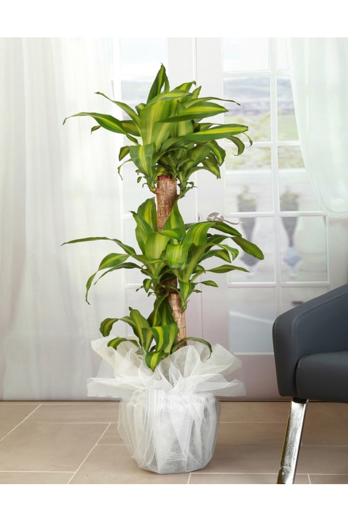 3lü Massengena 3lü Massengena