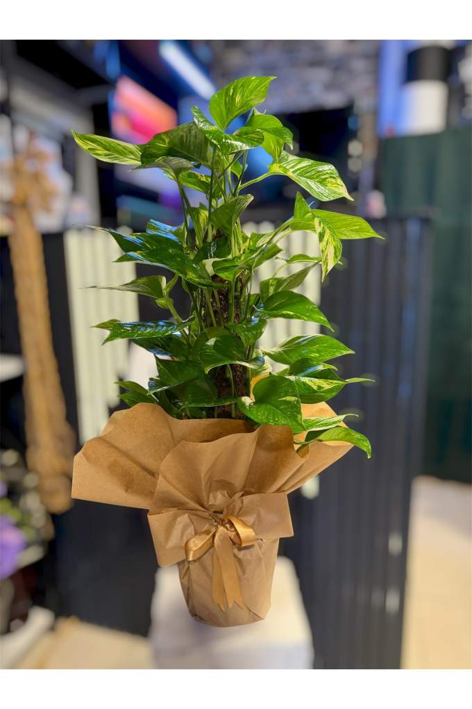 80 CM Pothos Sarmaşık