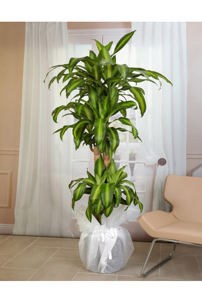 4lü Massengena 4lü Massengena