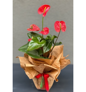 Antoryum Bitkisi İthal