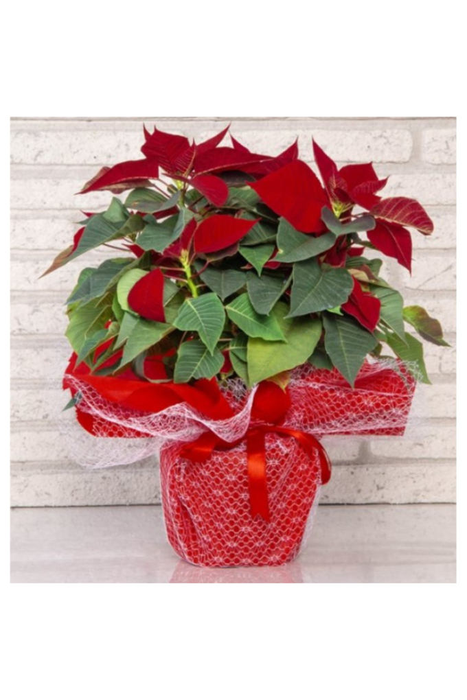 ATATÜRK ÇİÇEĞİ (PONSETYA) ATATÜRK ÇİÇEĞİ (PONSETYA)