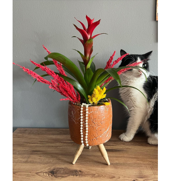 Ayaklı Saksı da Guzmanya