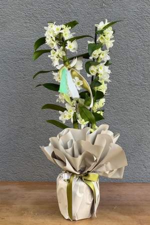 Dendrobium Kokulu Orkide