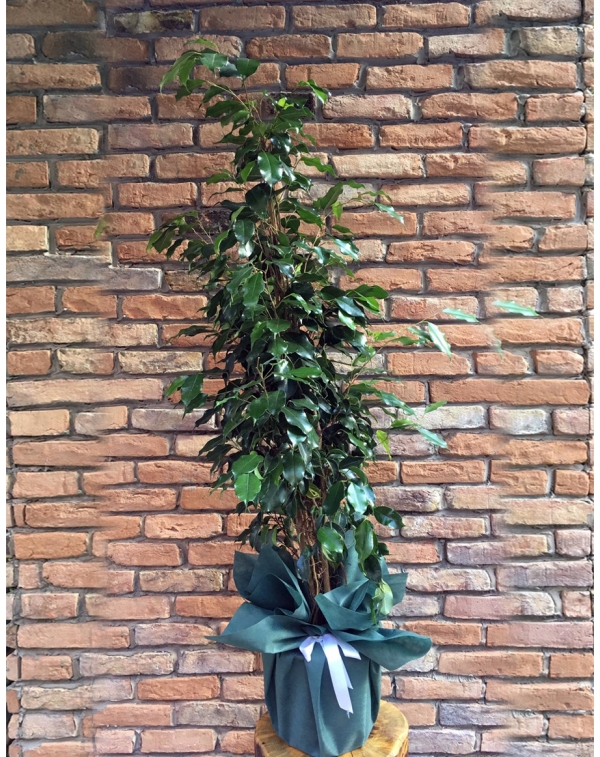 Benjamin Ficus 120cm