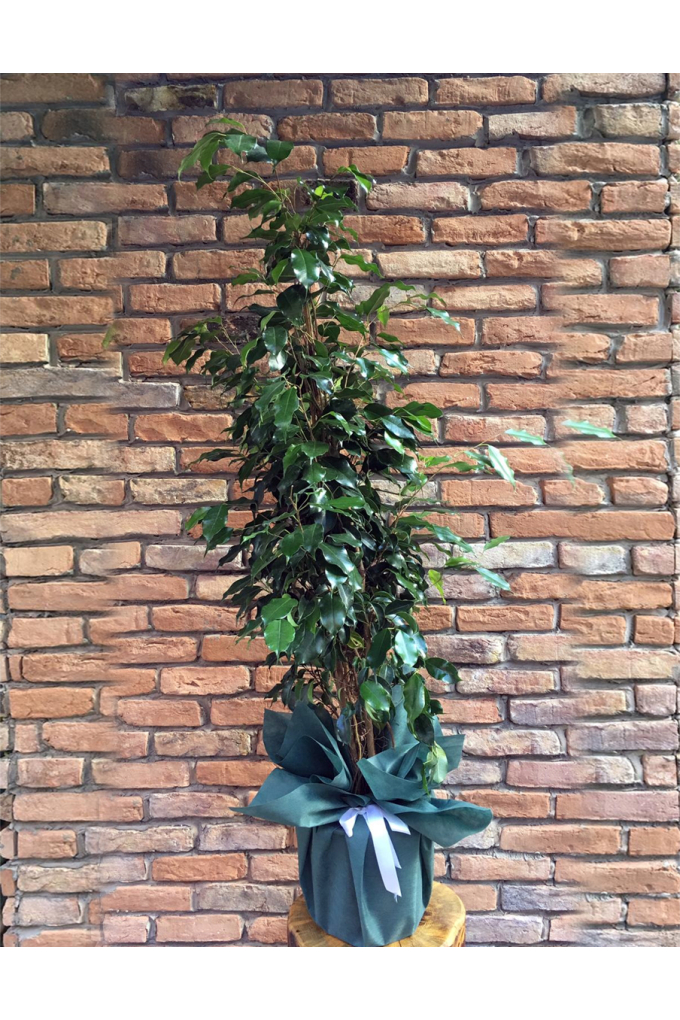 Benjamin Ficus  Benjamin Ficus