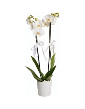 Beyaz Orkide Çift Dallı