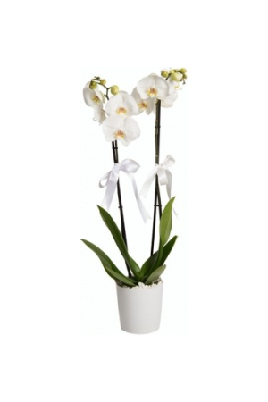 Beyaz Orkide Çift Dallı