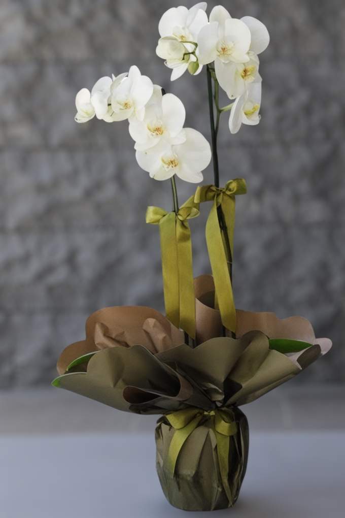 Beyaz Orkide Çift Dallı