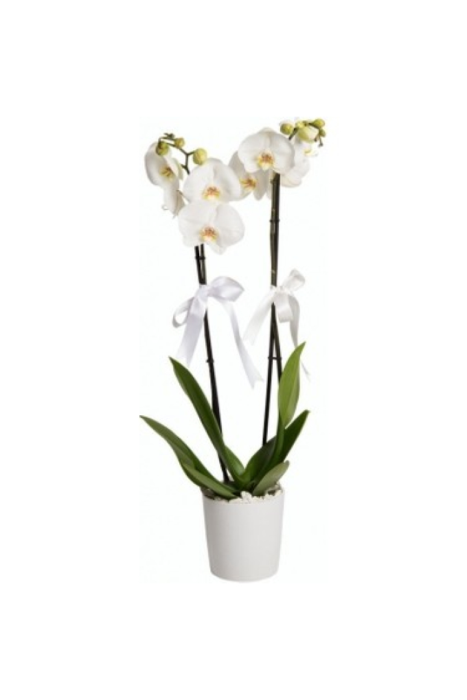 Beyaz Orkide Çift Dallı