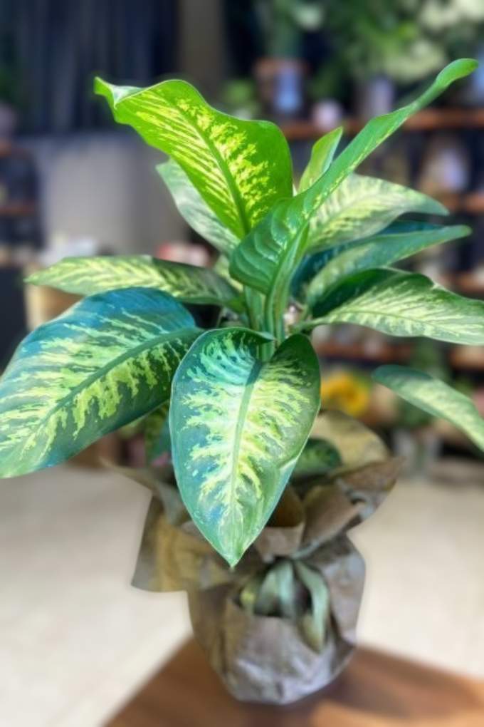 Büyük Boy Difenbahya