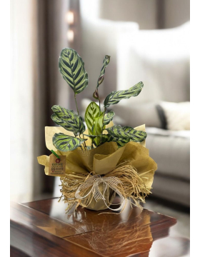 Calathea Makoyana (Dua Çiçeği)