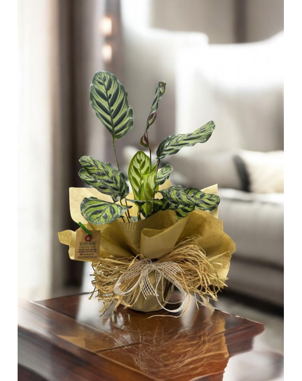 Calathea Makoyana (Dua Çiçeği)