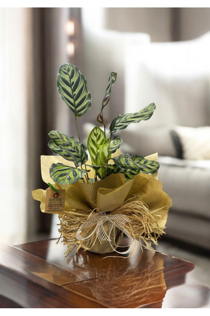 Calathea Makoyana (Dua Çiçeği) Calathea Makoyana (Dua Çiçeği)