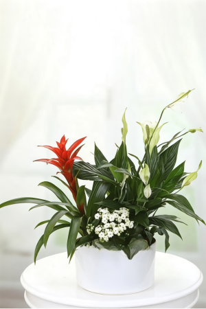 Guzmanya & Spatifilyum Seramik Saksı Aranjmanı