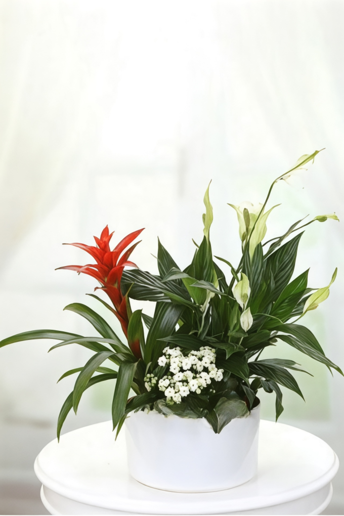 Guzmanya & Spatifilyum Seramik Saksı Aranjmanı