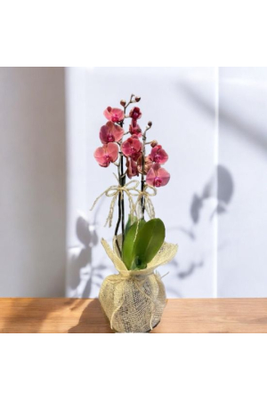 Çİft Dallı Gül Kurusu Orkide