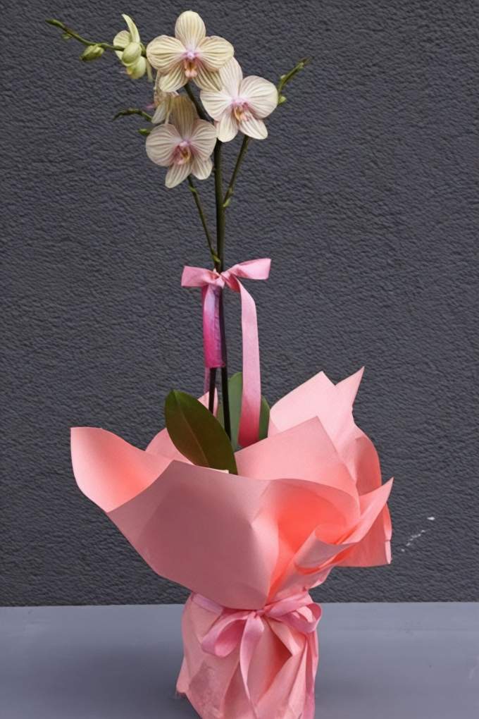 Çİft Dallı Gül Kurusu Orkide