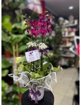 Çift Dallı Mor Orkide