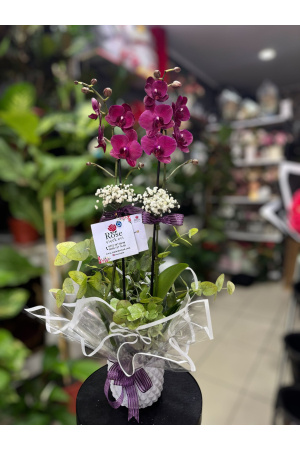 Çift Dallı Mor Orkide