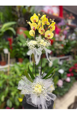 Çift Dallı Sarı Orkide