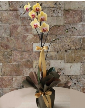 Çift Dallı Sarı Orkide