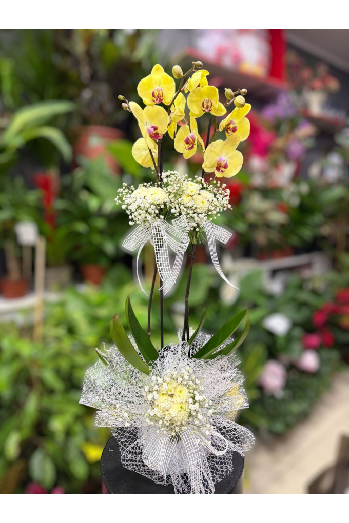 Çift Dallı Sarı Orkide Çift Dallı Sarı Orkide