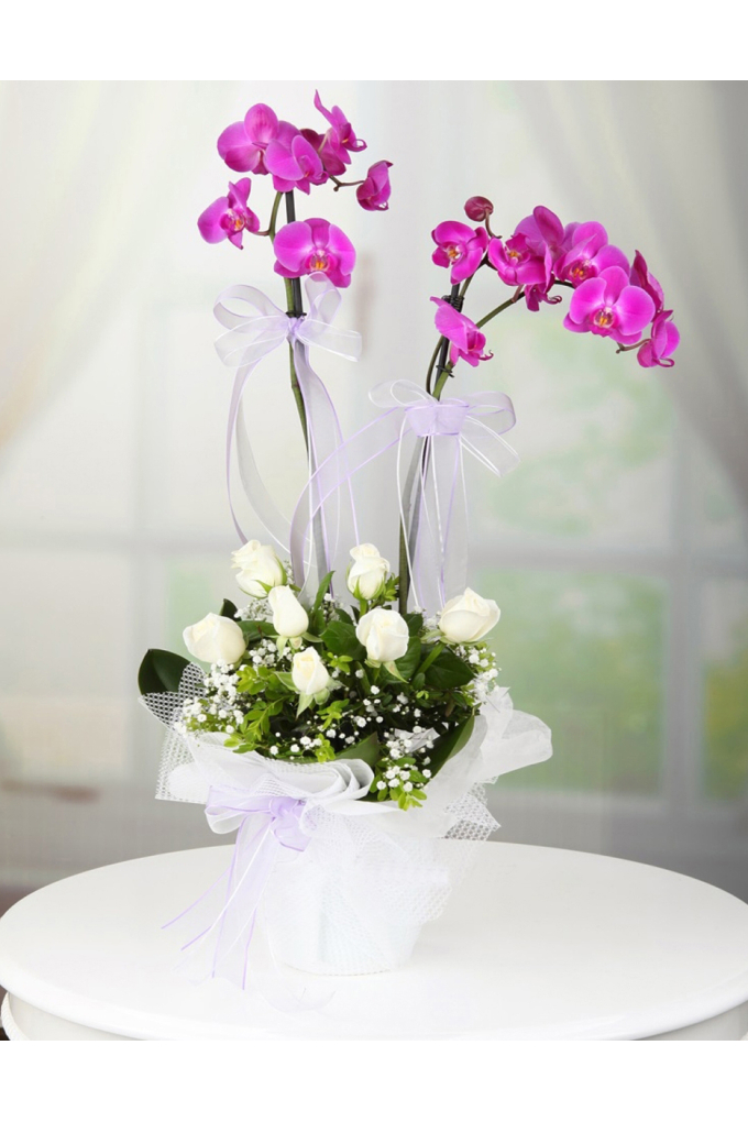 Çiftli Orkide ve Beyaz Güller