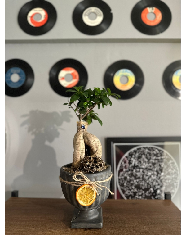 Eskitme  Saksıda Bonsai