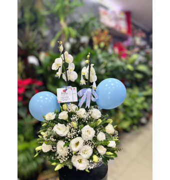 Hoşgeldin Erkek Bebek Orkide Aranjmanı